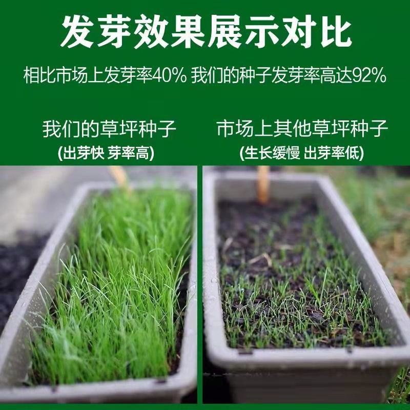 草坪种子四季常青绿化免修剪黑麦草高羊茅护坡绿化种子草种籽