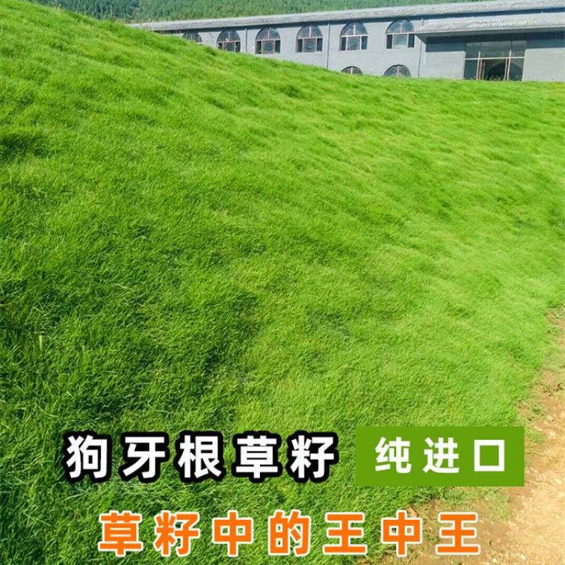 进口狗牙根草籽草坪种子护坡固土耐热耐旱耐践踏四季常青工程