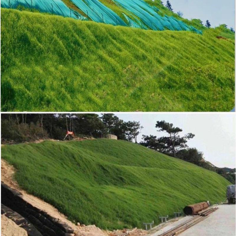 进口狗牙根草籽草坪种子护坡固土耐热耐旱耐践踏四季常青工程