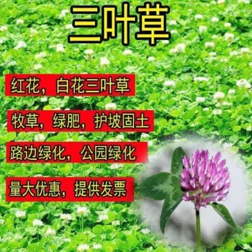 白三叶草种子红三叶心形草多年生进口草籽四季青草坪果园牧草