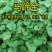 马蹄金草种批发草坪种子草籽马蹄筋别名金钱草铜钱草