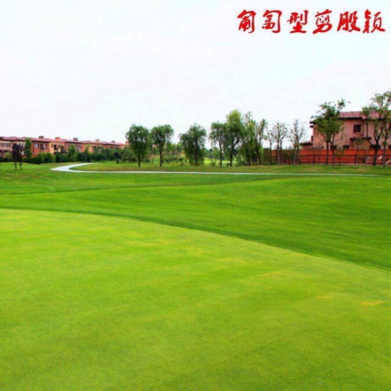 进口匍匐型剪股颖种子草坪草种子高尔夫球场别墅庭院绿化