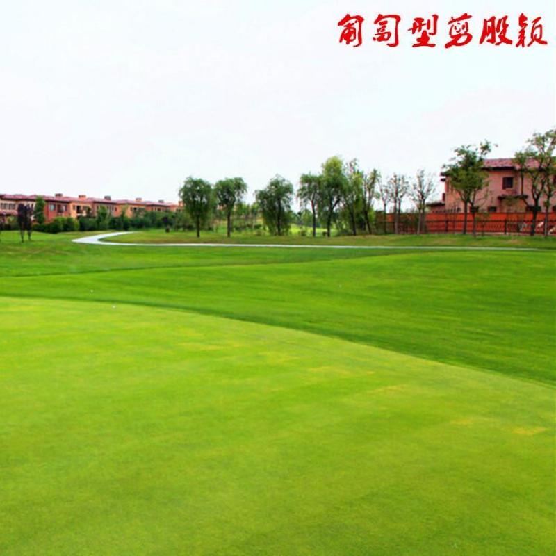 进口匍匐型剪股颖种子草坪草种子高尔夫球场别墅庭院绿化