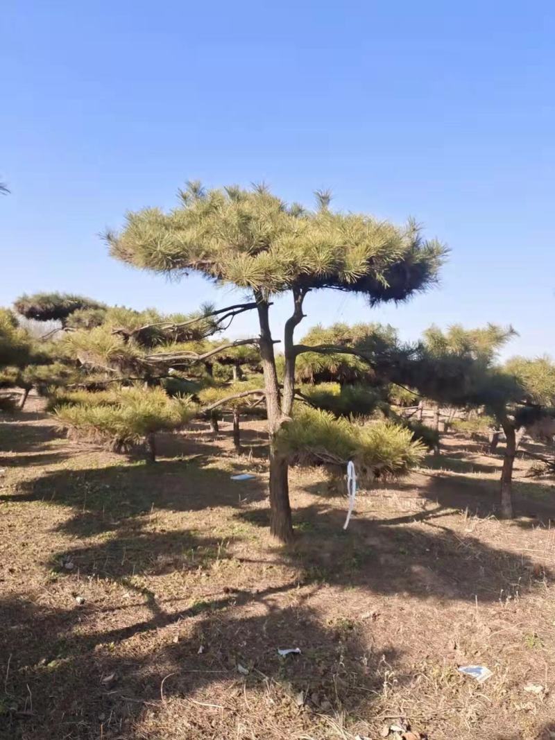 造型松清地处理