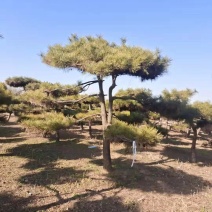 造型松清地处理