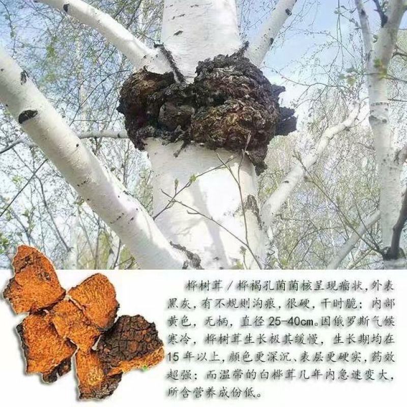 灵芝桦褐孔菌，白桦茸，西伯利亚货源，产地直供道地药材，