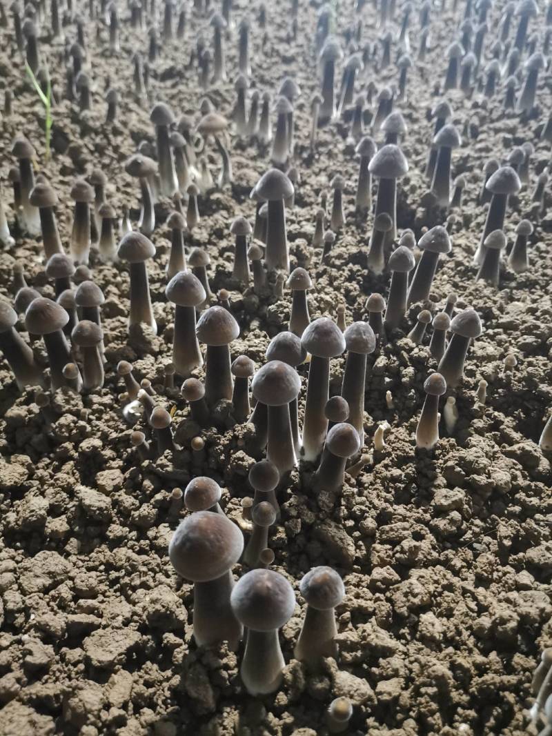 黑皮鸡枞菌