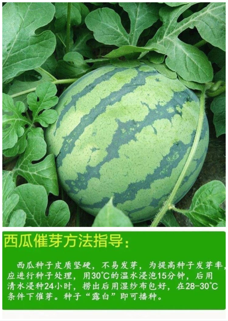 早佳8424麒麟少籽西瓜种子早熟杂交一代种无籽西瓜种子