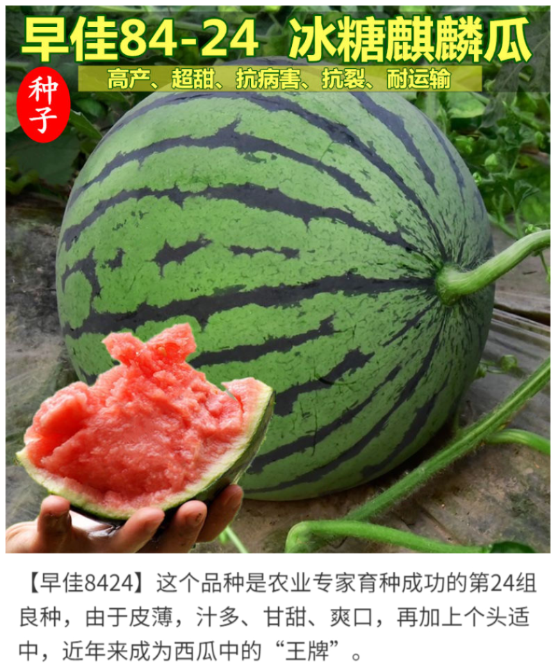 早佳8424麒麟少籽西瓜种子早熟杂交一代种无籽西瓜种子