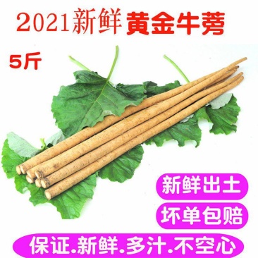 2022鲜牛蒡5斤包邮农家牛蒡鲜牛膀根包邮大粗下饭营养菜