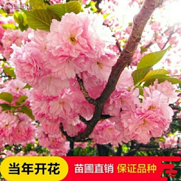 正宗日本樱花树苗樱花小苗南北方庭院地栽盆栽花树园林植物风