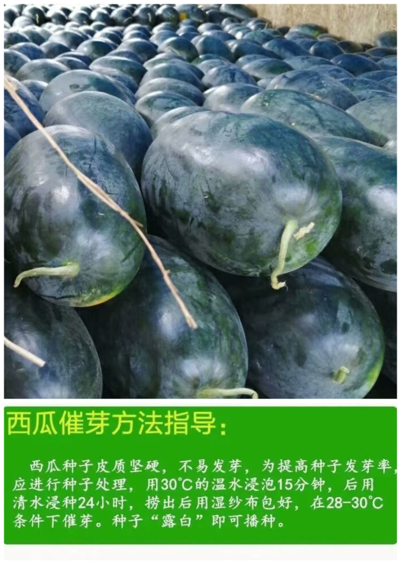 越南黑晶无籽西瓜种子进口高产黑皮超甜红瓤大西瓜黑金西瓜种