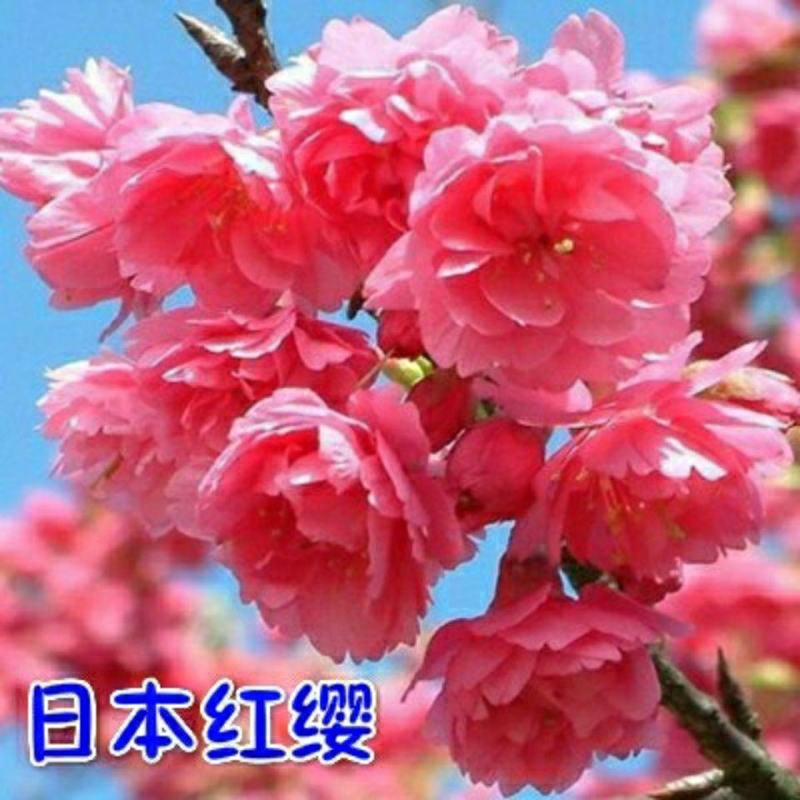 正宗日本樱花树苗樱花小苗南北方庭院地栽盆栽花树园林植物风