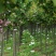 正宗日本樱花树苗樱花小苗南北方庭院地栽盆栽花树园林植物风