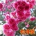 正宗日本樱花树苗樱花小苗南北方庭院地栽盆栽花树园林植物风