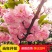 正宗日本樱花树苗樱花小苗南北方庭院地栽盆栽花树园林植物风