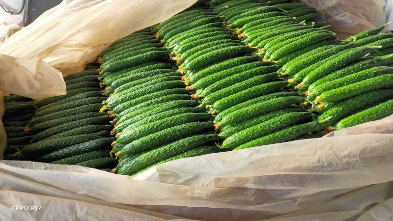 沂南黄瓜产地直供对接市场批发、电商超市食堂线上交易