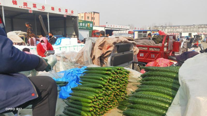 沂南黄瓜产地直供对接市场批发、电商超市食堂线上交易