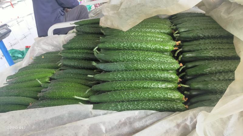 沂南黄瓜产地直供对接市场批发、电商超市食堂线上交易