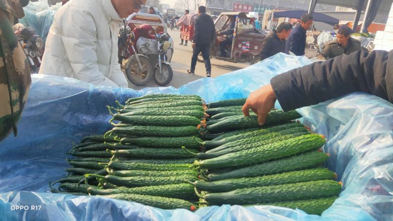 沂南黄瓜产地直供对接市场批发、电商超市食堂线上交易
