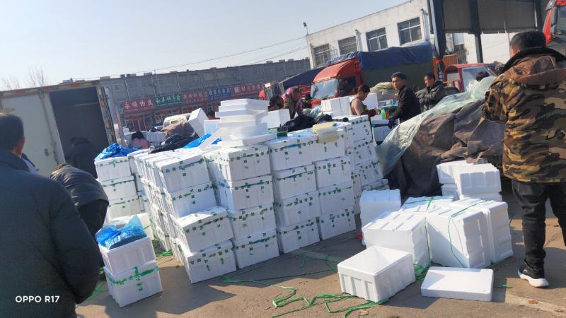 沂南黄瓜产地直供对接市场批发、电商超市食堂线上交易