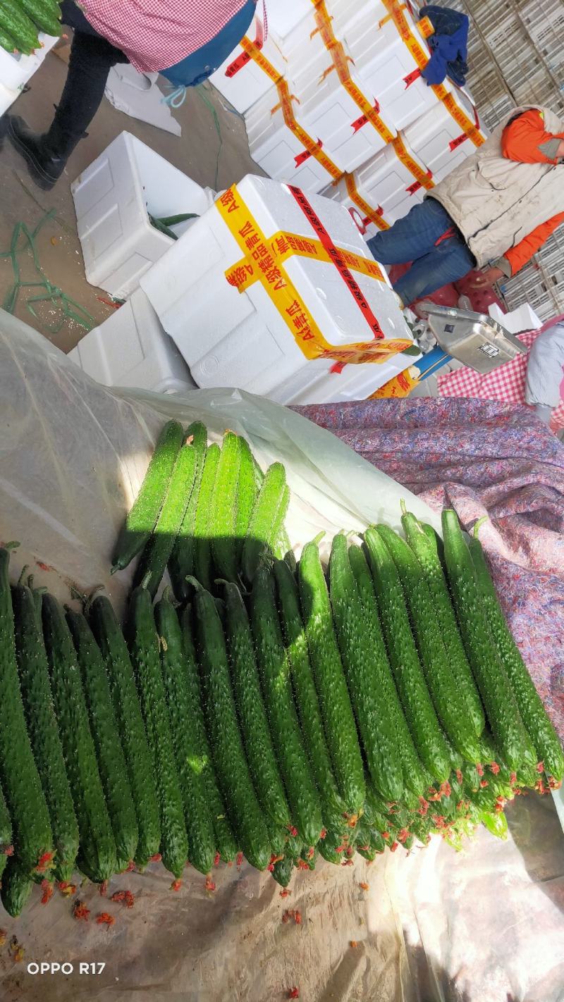 沂南黄瓜产地直供对接市场批发、电商超市食堂线上交易