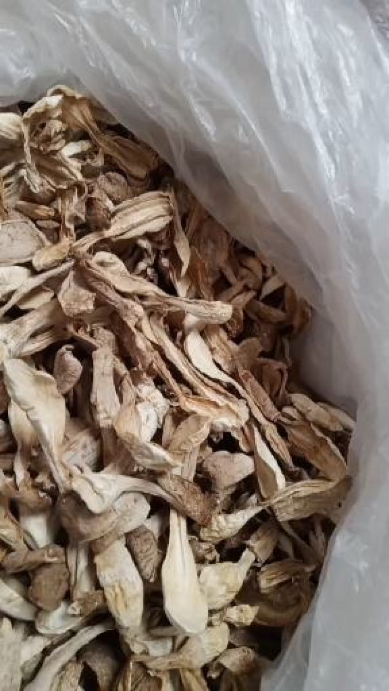 自种干鸡腿菇，质优价廉，一手货源。