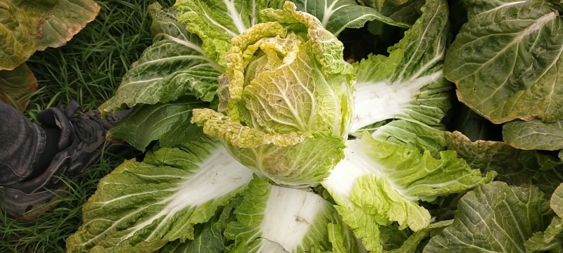 精品黄心白菜！3-6斤！质量保证！价格实惠！欢迎购买