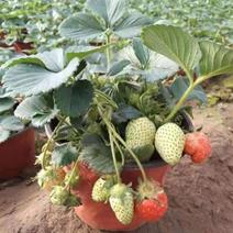 高质量盆栽草莓，绿化电商，团购，颗形大，带花带果，需要随