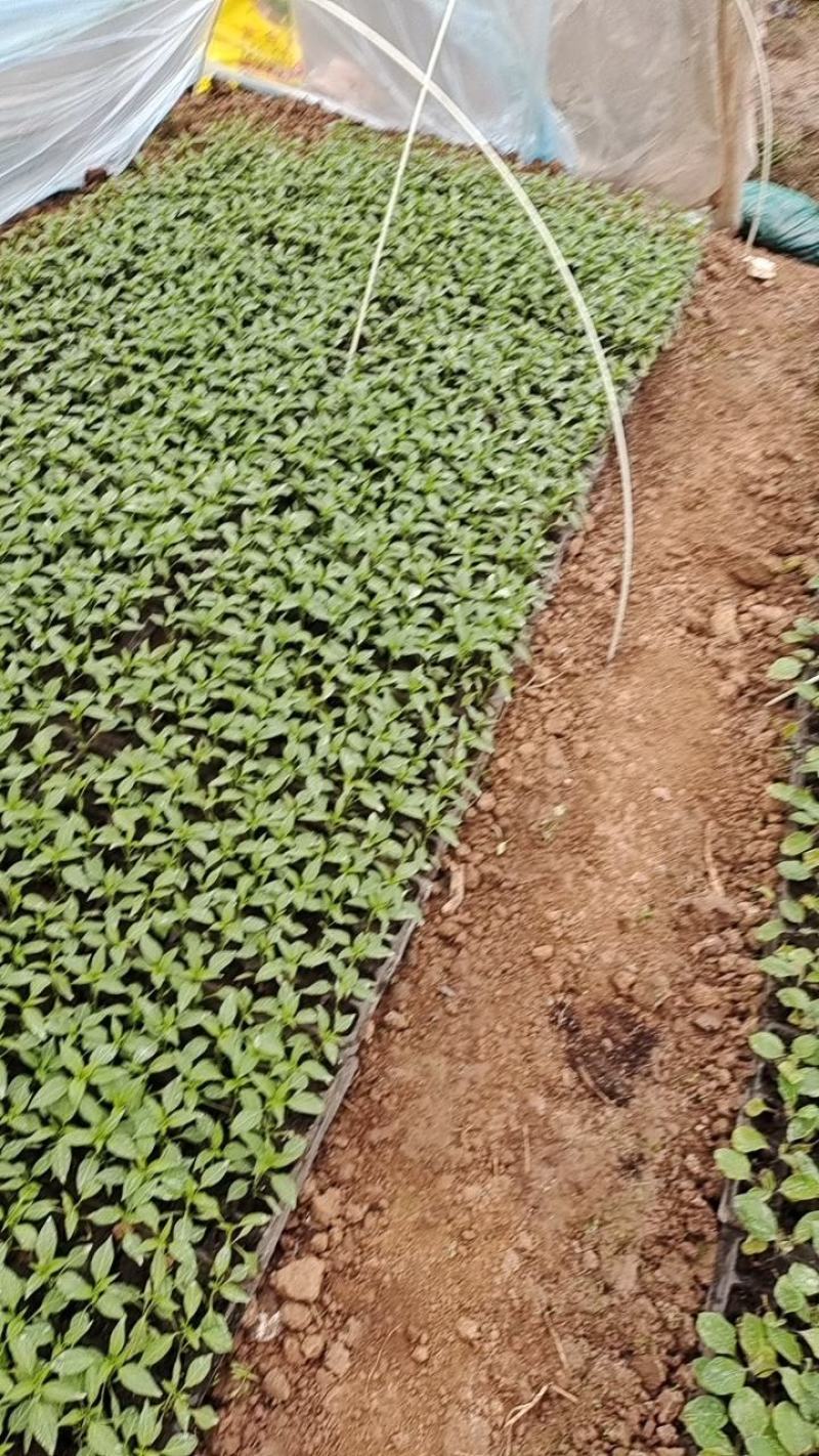 薄皮二青条尖椒穴盘苗直生苗，基地直供，保质保量，量大从优