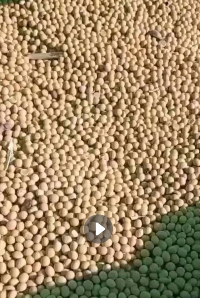 黑龙江省佳木斯市黄豆