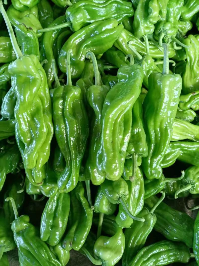 山东兰陵芜湖椒苏椒，电商货，一手货源！薄皮椒常年有货