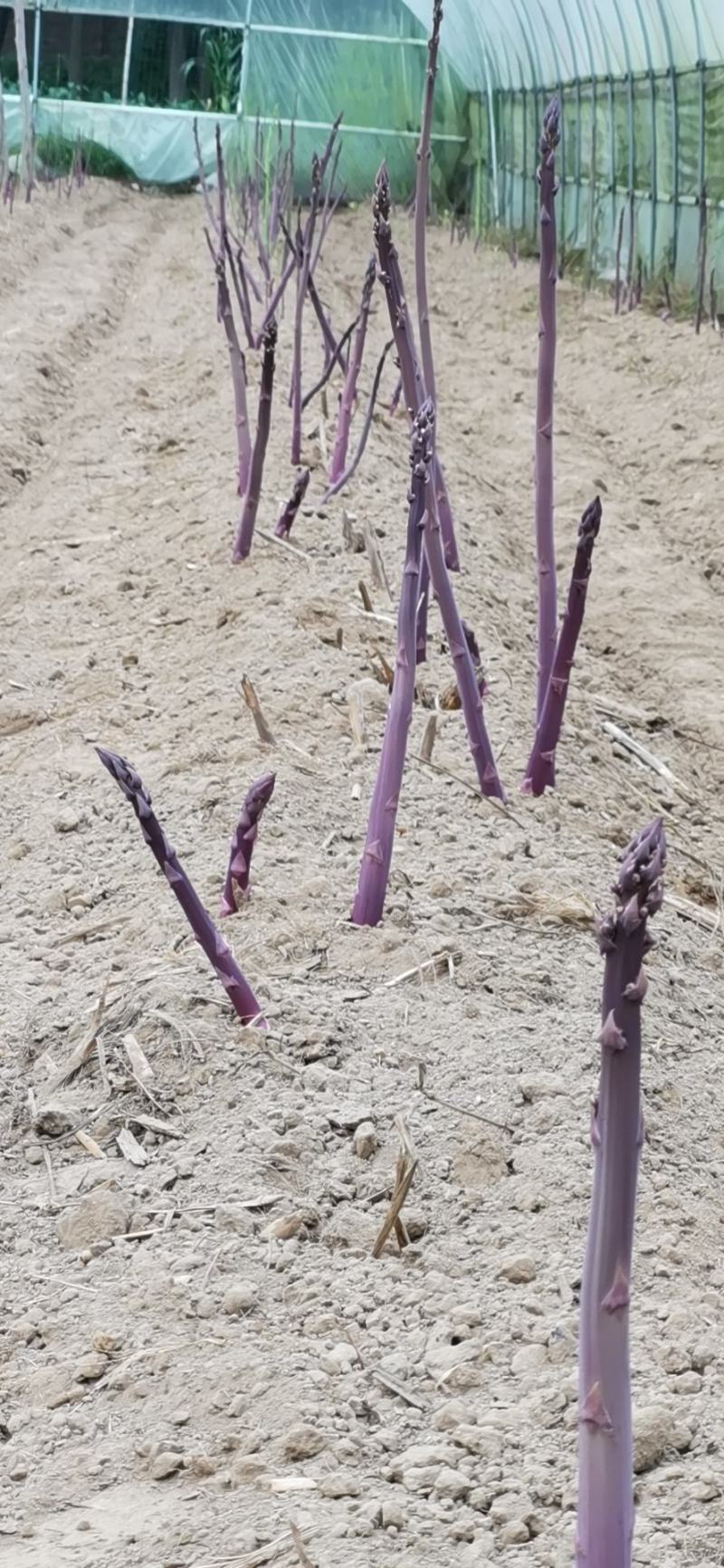 紫色芦笋种根非转基因多年生阳台盆栽蔬菜苗大田2年苗