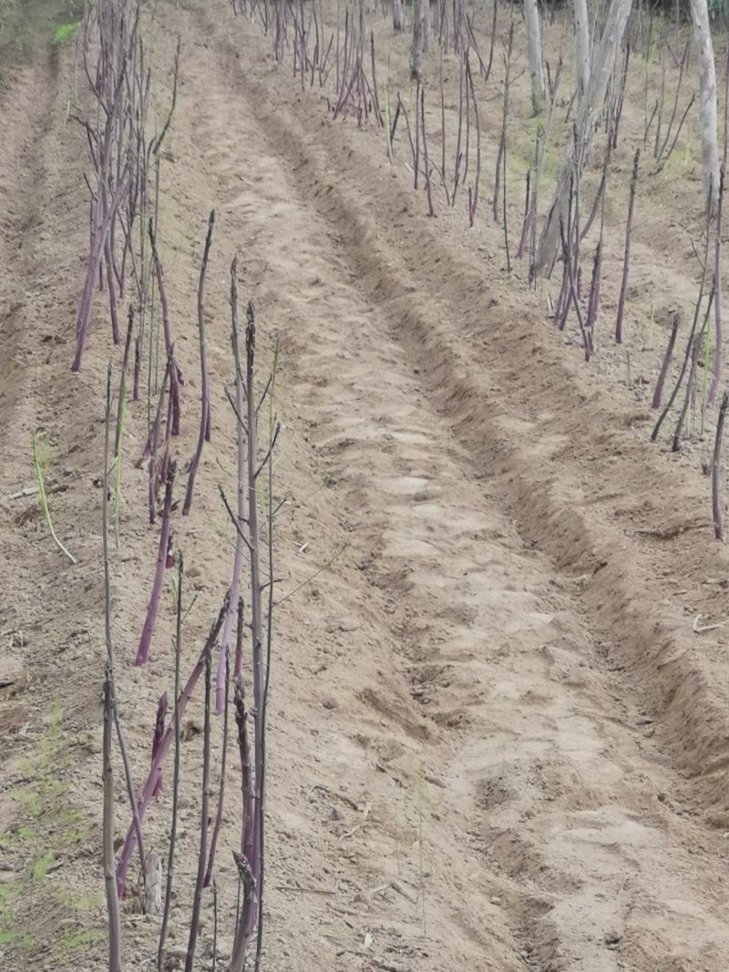 紫色芦笋种根非转基因多年生阳台盆栽蔬菜苗大田2年苗
