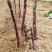 紫色芦笋种根非转基因多年生阳台盆栽蔬菜苗大田2年苗
