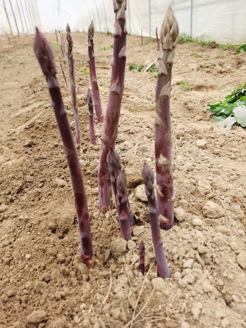 紫色芦笋种根非转基因多年生阳台盆栽蔬菜苗大田2年苗