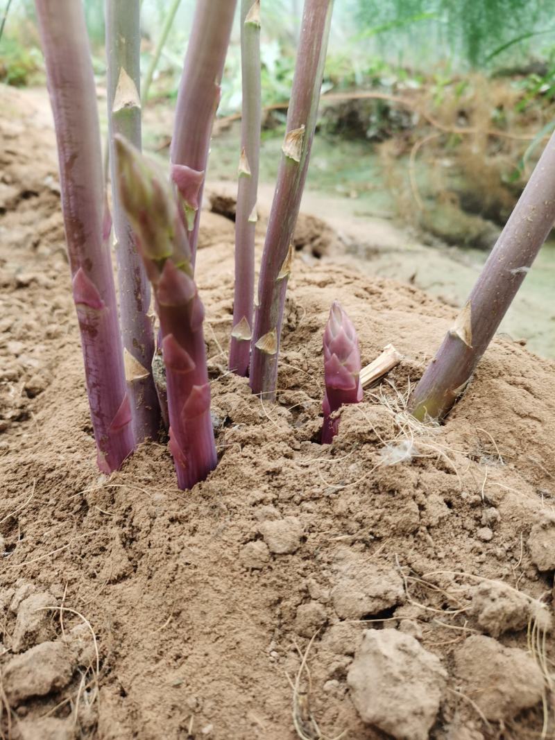 紫色芦笋种根非转基因多年生阳台盆栽蔬菜苗大田2年苗