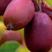 源自南方的红色软枣猕猴桃苗易成活生长快