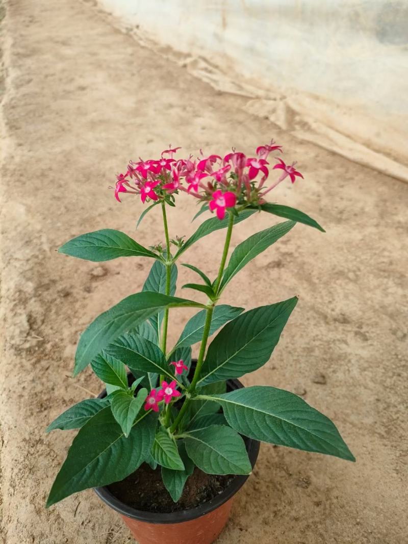 繁星花优质五星花大量上市欢迎实地看货