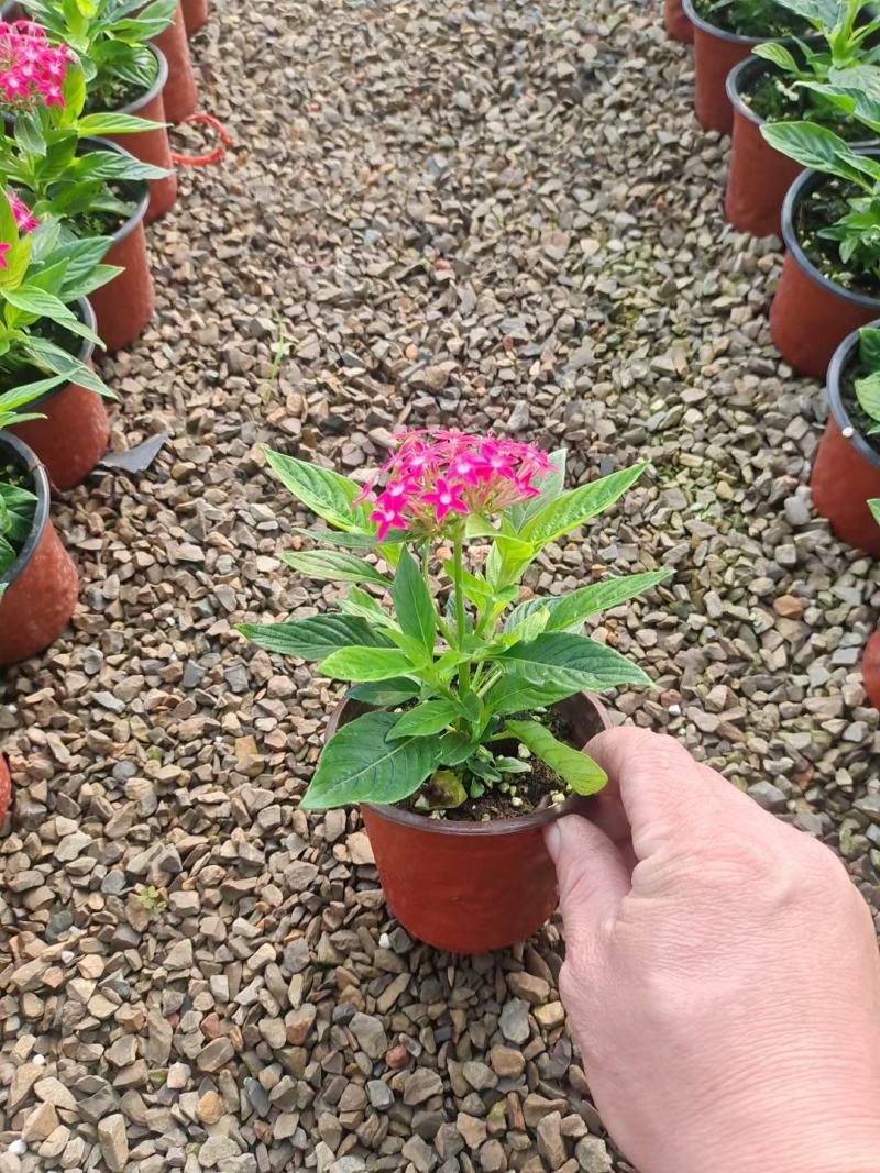 繁星花优质五星花大量上市欢迎实地看货