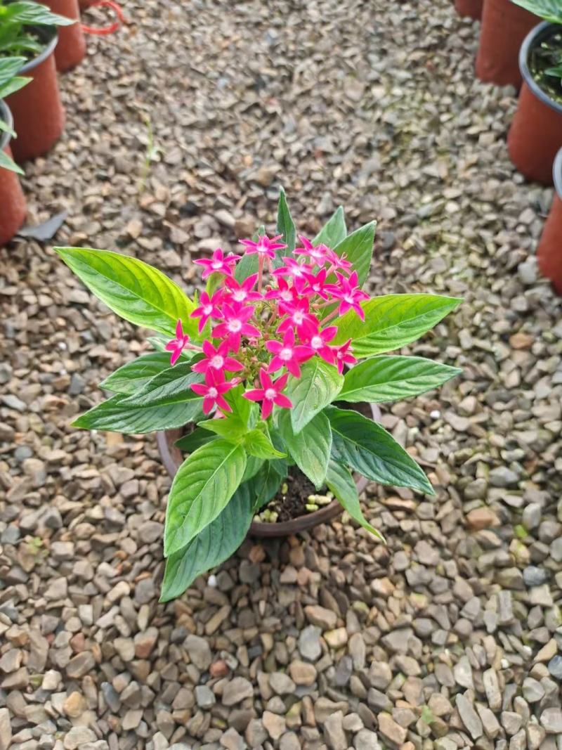 繁星花优质五星花大量上市欢迎实地看货