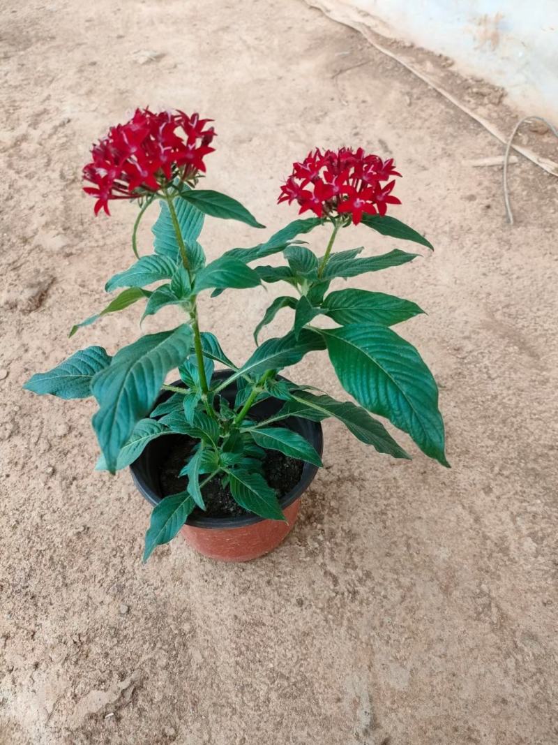 繁星花优质五星花大量上市欢迎实地看货