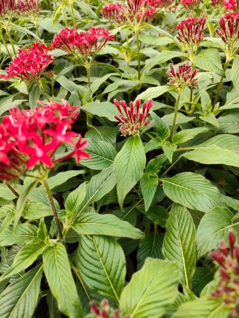 繁星花优质五星花大量上市欢迎实地看货