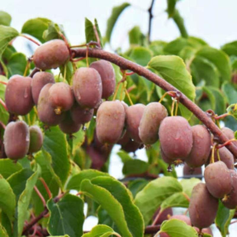 源自南方的红色软枣猕猴桃苗易成活生长快