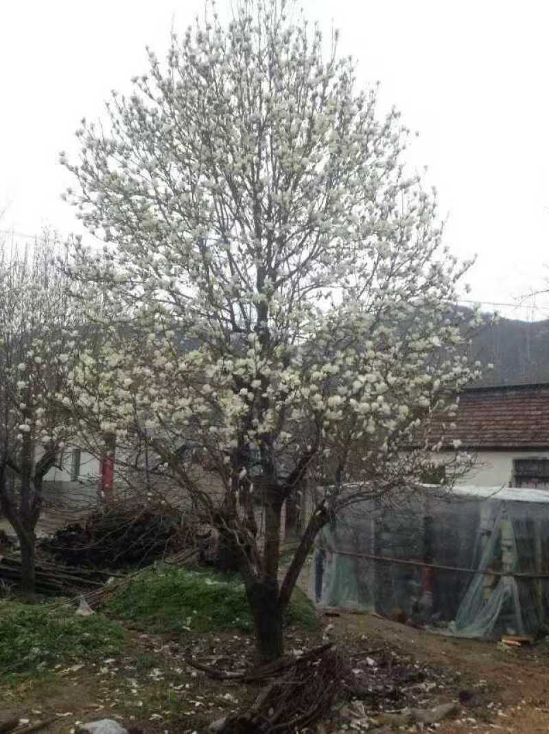 常年供应白玉兰