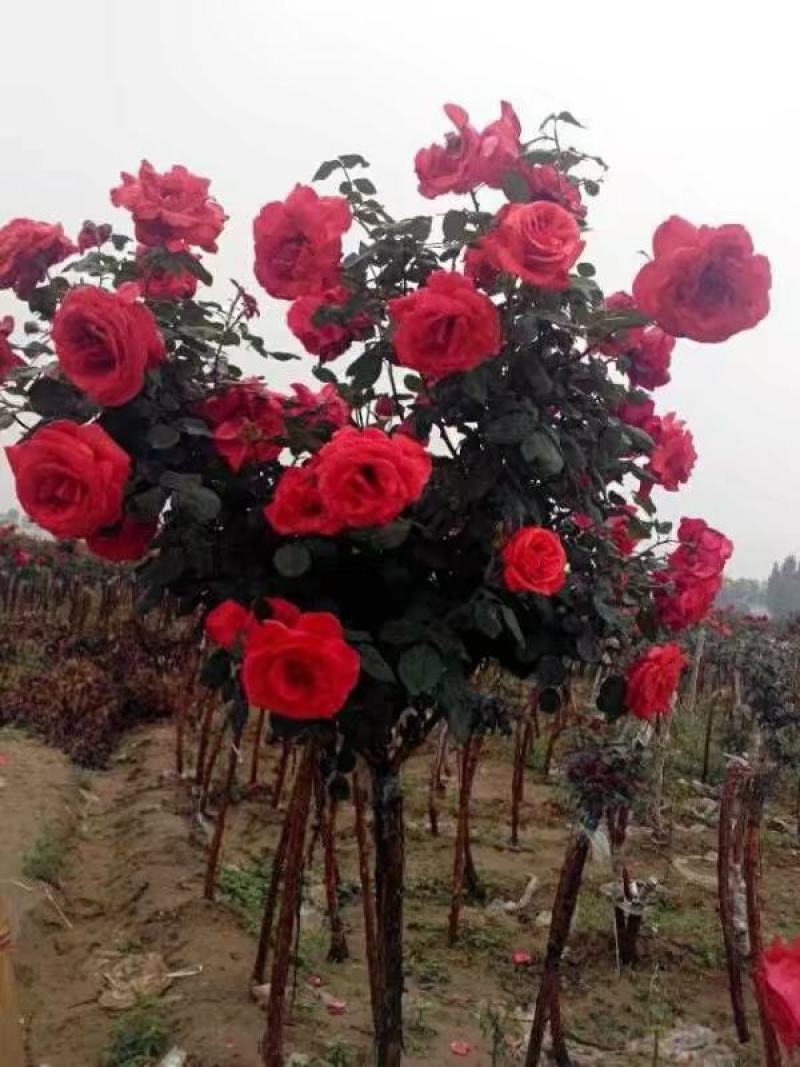 常年供应白玉兰