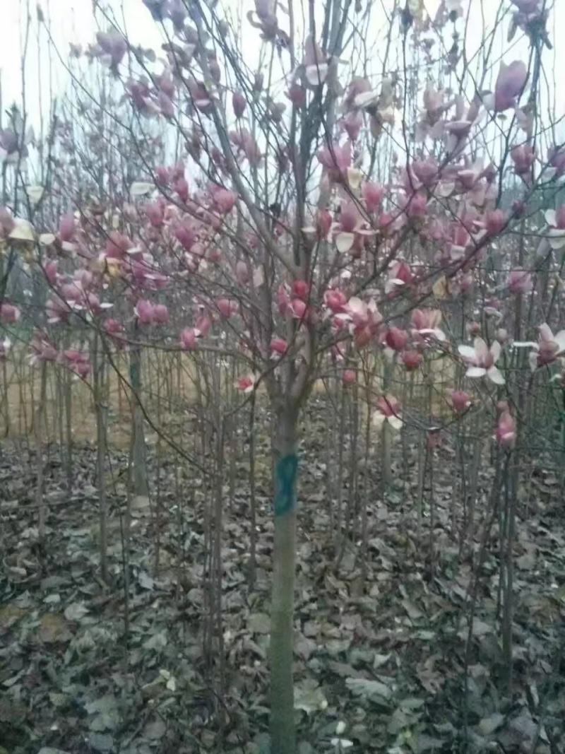 常年供应白玉兰