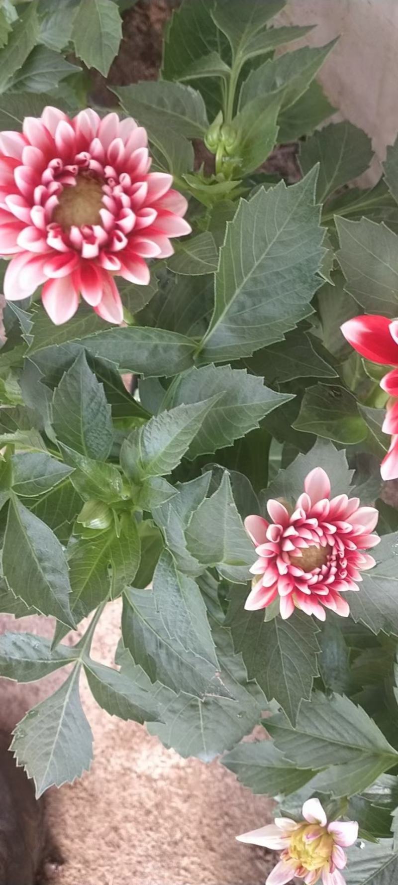 小丽花优质小丽花基地直发欢迎实地看货