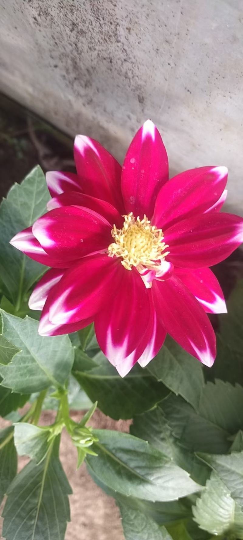 小丽花优质小丽花基地直发欢迎实地看货