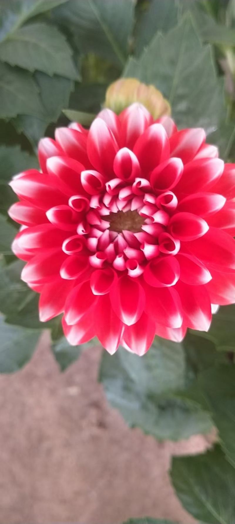小丽花优质小丽花基地直发欢迎实地看货